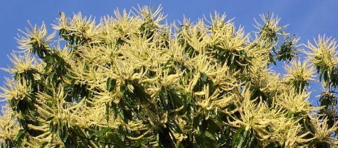 kasztan jadalny - drzewo na słoneczne stanowiska o ciekawych kwiatach